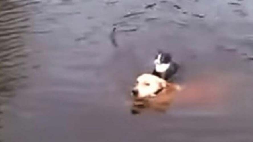 Cão pula no rio para salvar gato que estava se afogando