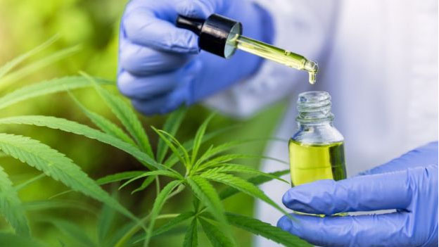 O órgão teve permissão judicial para cultivar cannabis para uso medicinal.