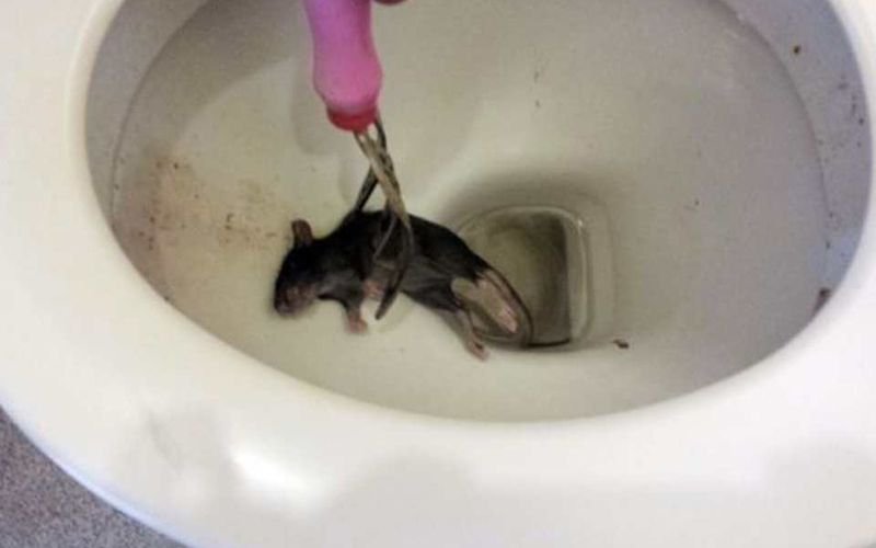 Morador mostra um dos ratos que chegaram a sua casa pelo sanitário
