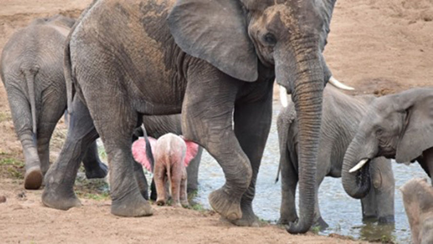 A pele rosada do bebê destacava-se do rebanho entre um mar de elefantes cinza-africanos.